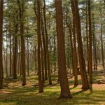 Vintage Teclado Mecânico