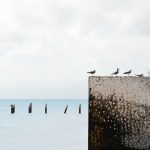 Premium Mouse Wireless