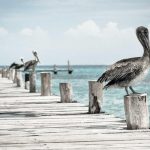 Mega Carregador Turbo