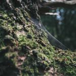 Original Smartphone 5G