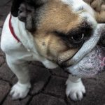 Classic Colar Folheado