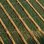 Classic Chapéu Bucket